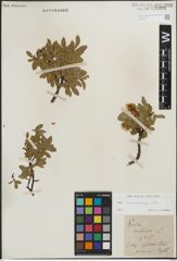 Foto von Salix kitaibeliana Willd.